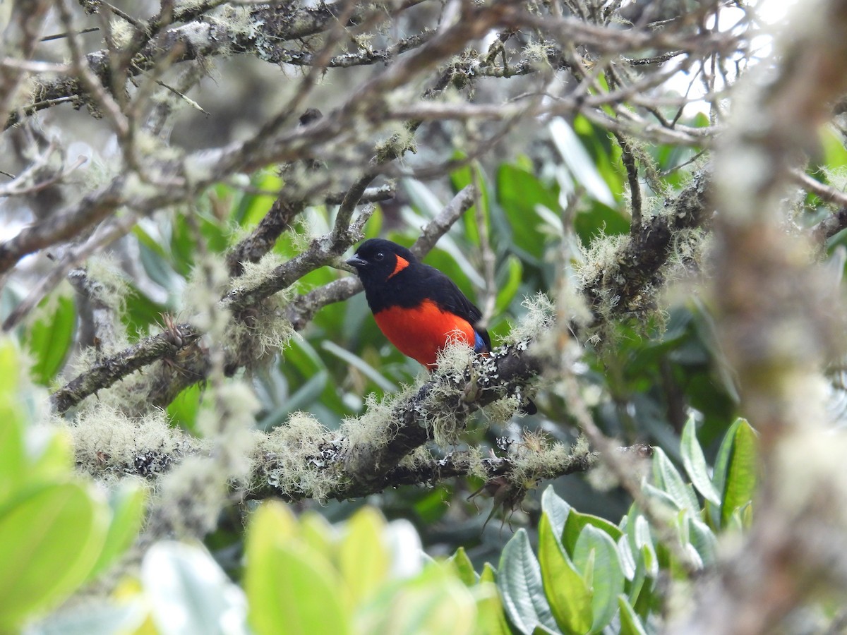 Scarlet-bellied Mountain Tanager - ML616555360