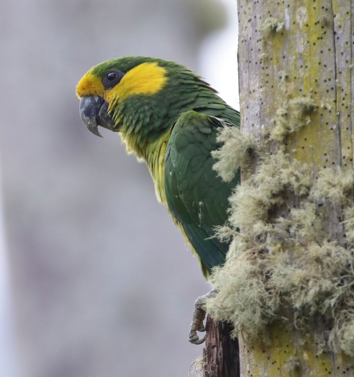 Yellow-eared Parrot - ML616555375
