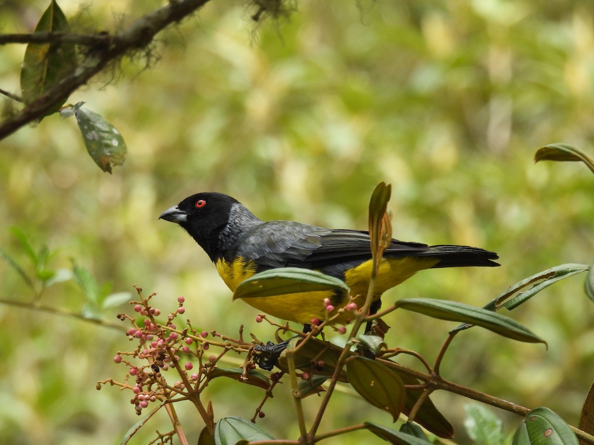 Hooded Mountain Tanager - ML616555384