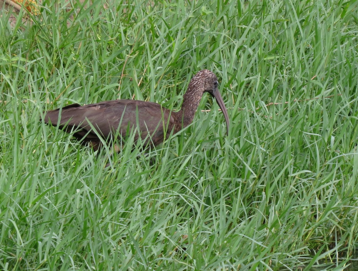 ibis hnědý - ML616555391