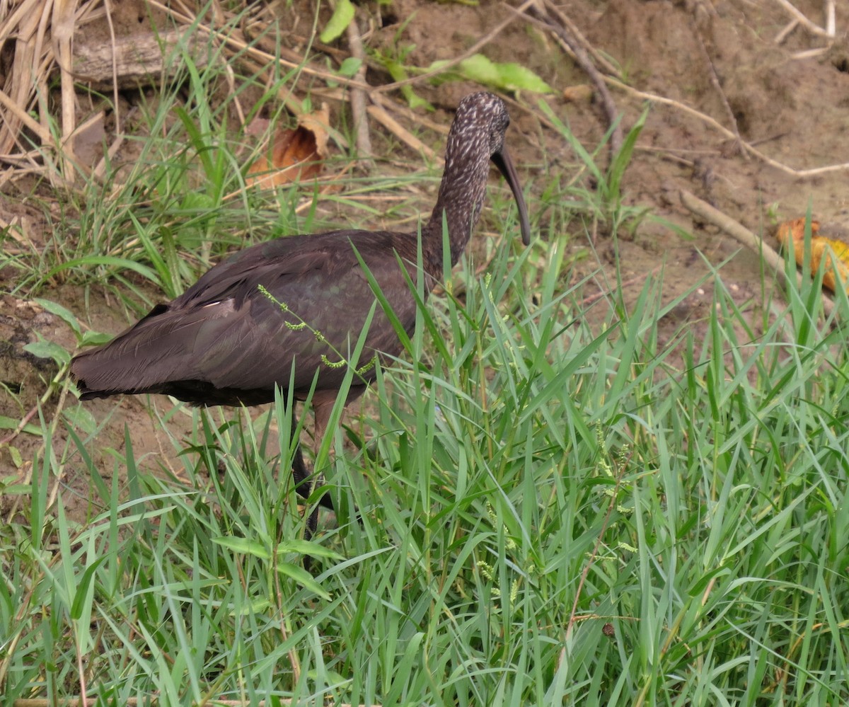 ibis hnědý - ML616555392