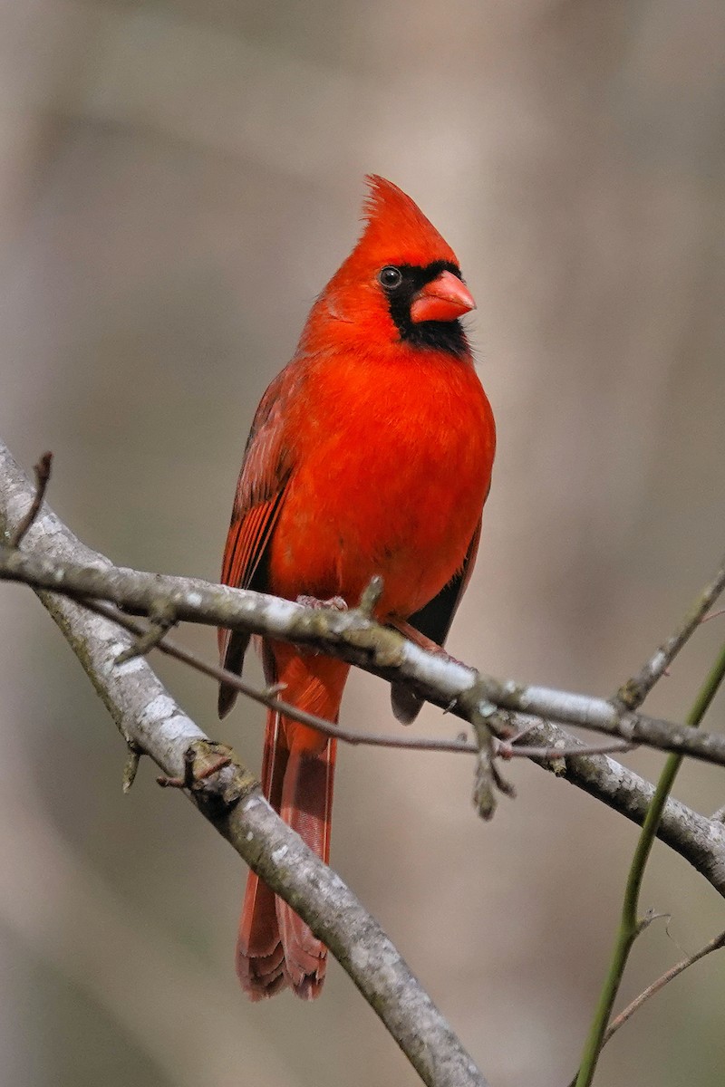 Northern Cardinal - Alan Mitchnick