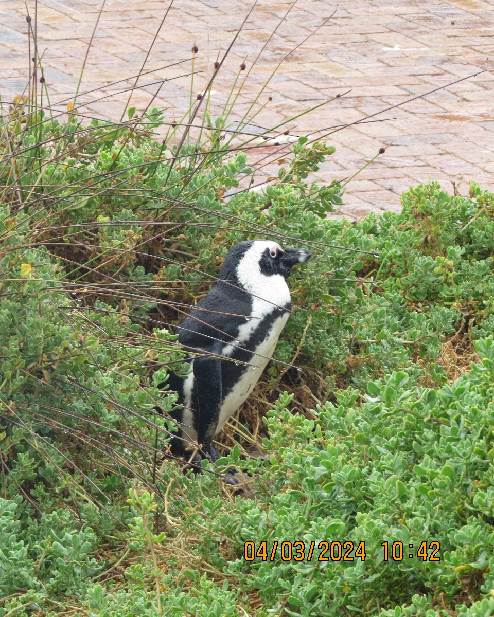 African Penguin - ML616555447