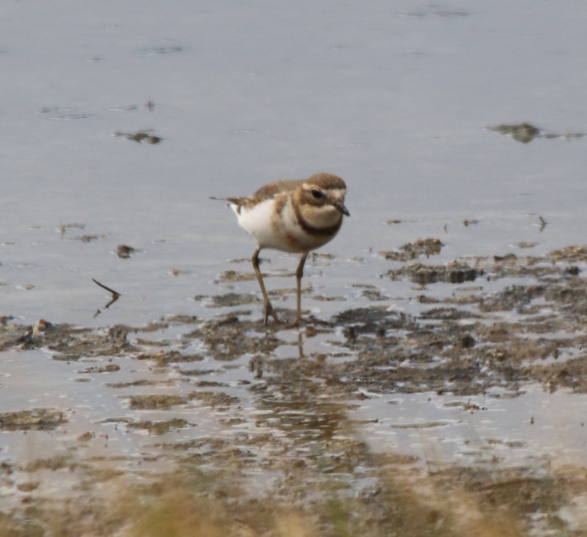 Double-banded Plover - ML616555450
