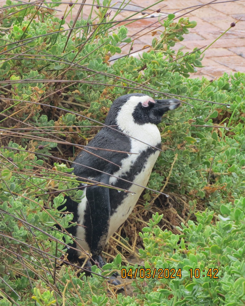 African Penguin - ML616555452