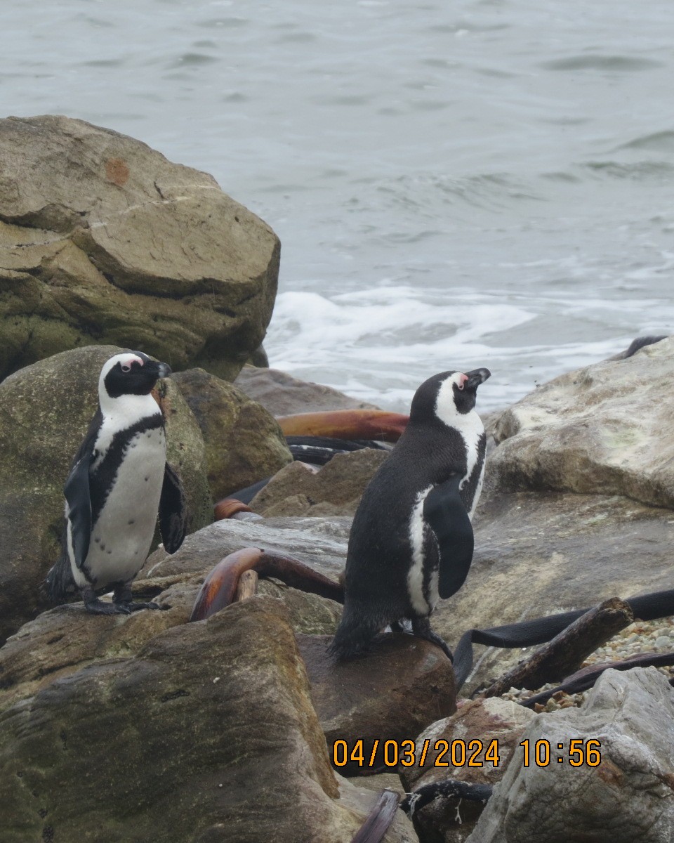 African Penguin - ML616555487