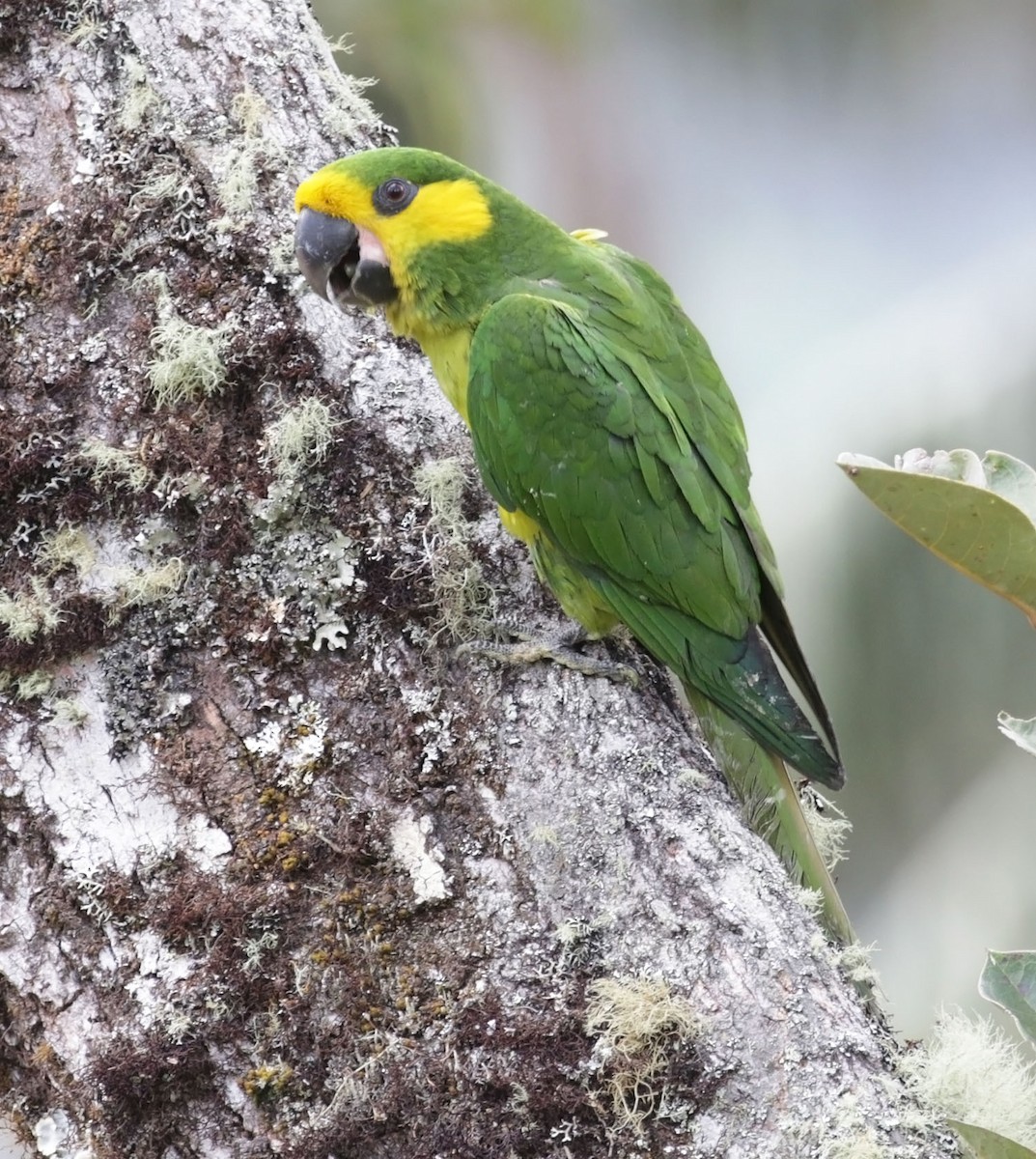 Yellow-eared Parrot - ML616555515