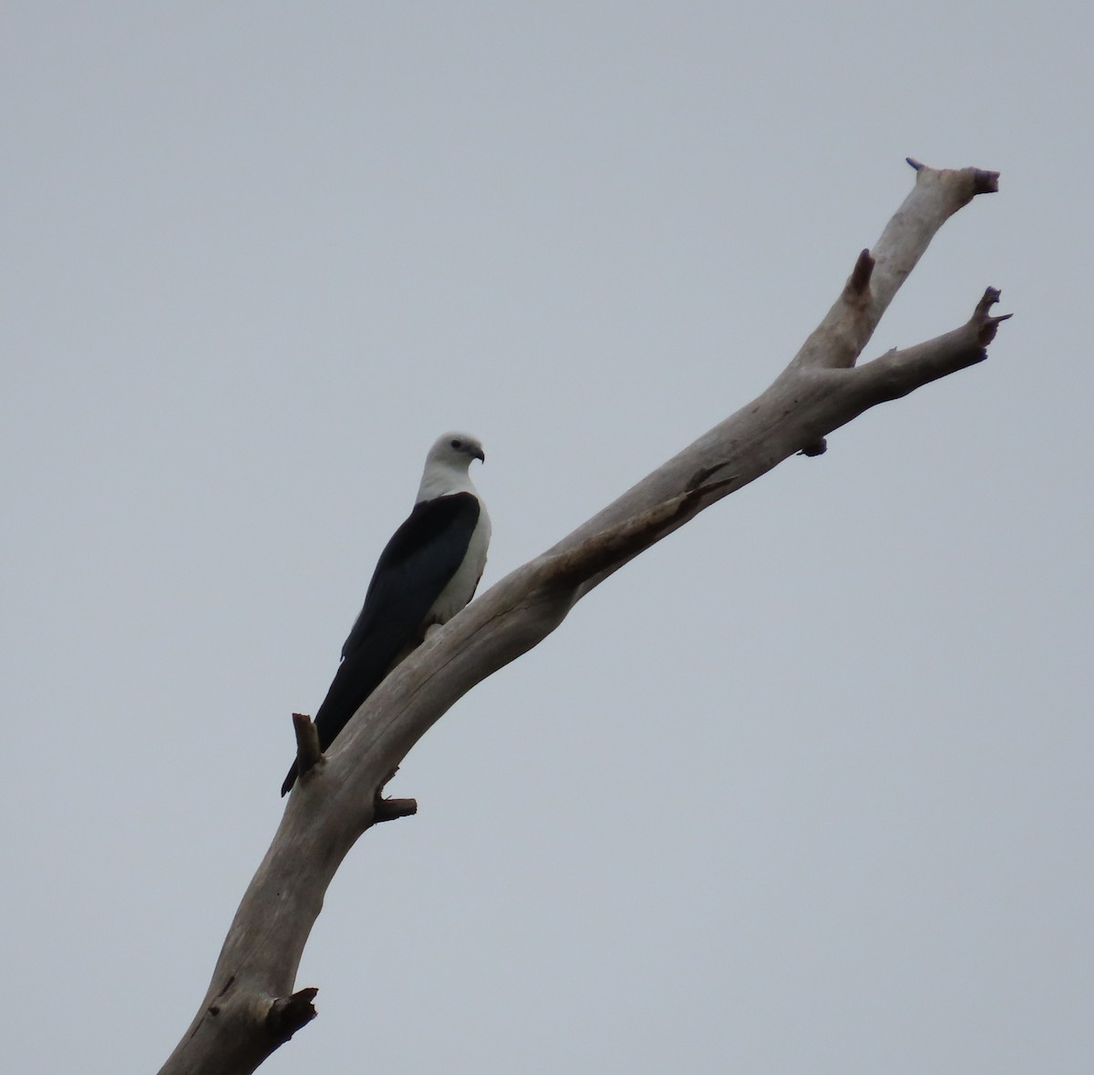 Swallow-tailed Kite - ML616555602