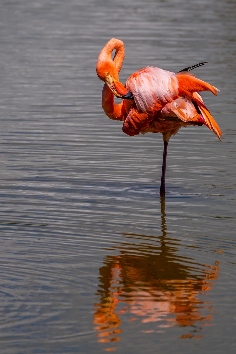 Amerika Flamingosu - ML616555666