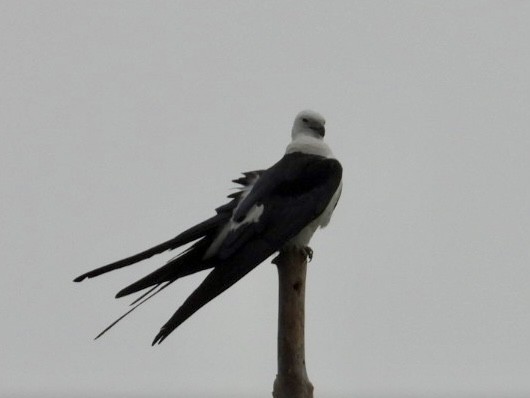 Swallow-tailed Kite - ML616555707