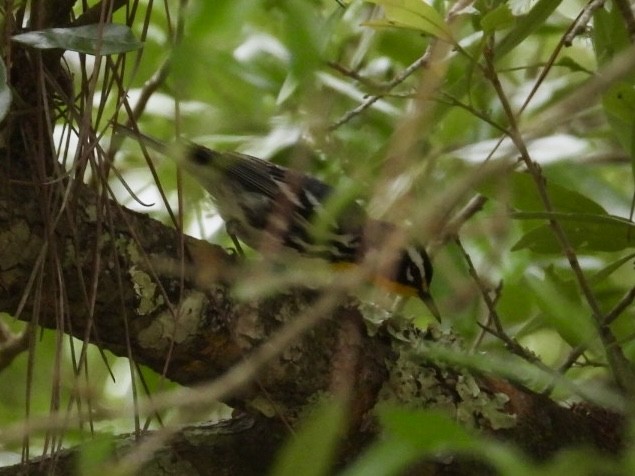 Yellow-throated Warbler - ML616555750