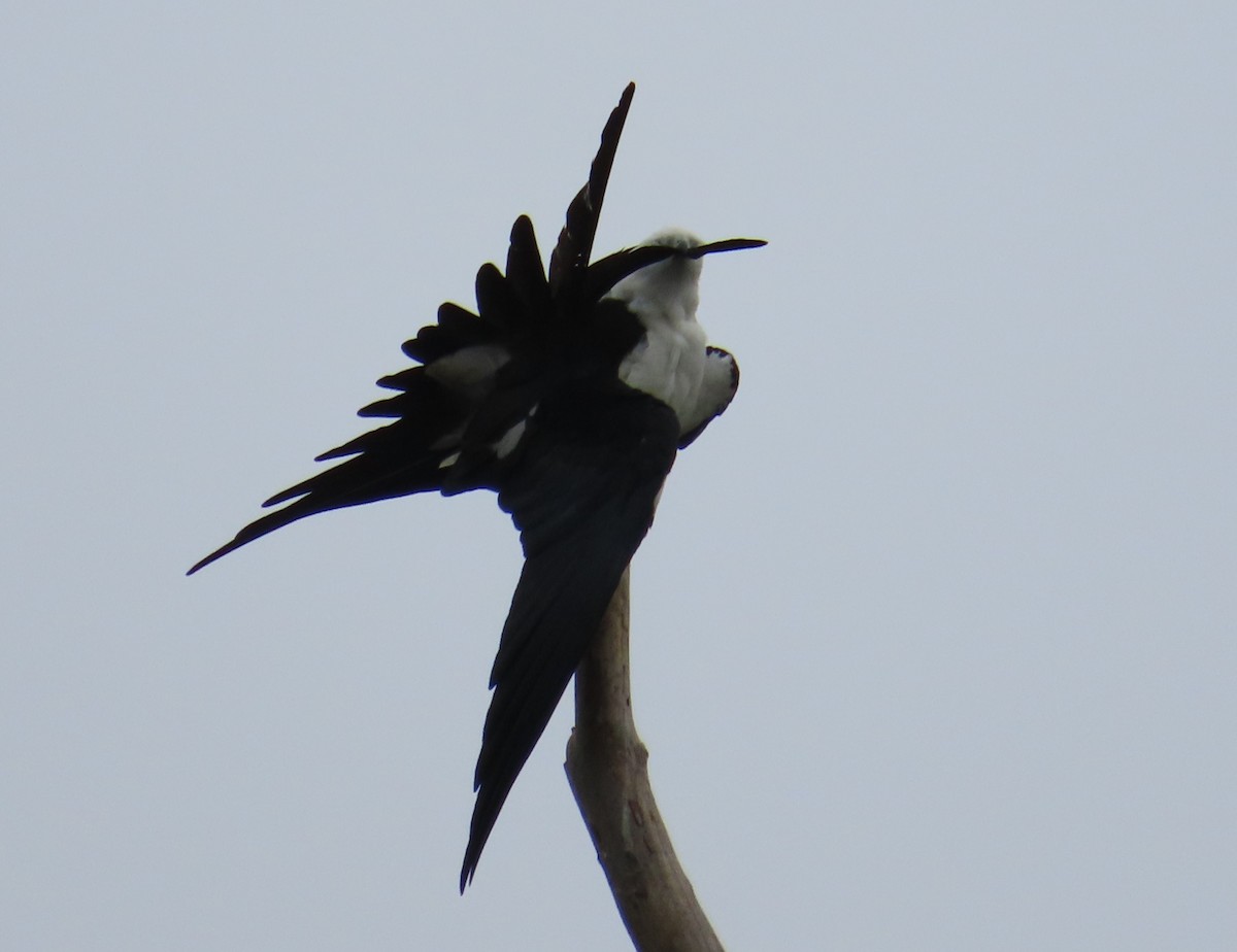 Swallow-tailed Kite - ML616555774