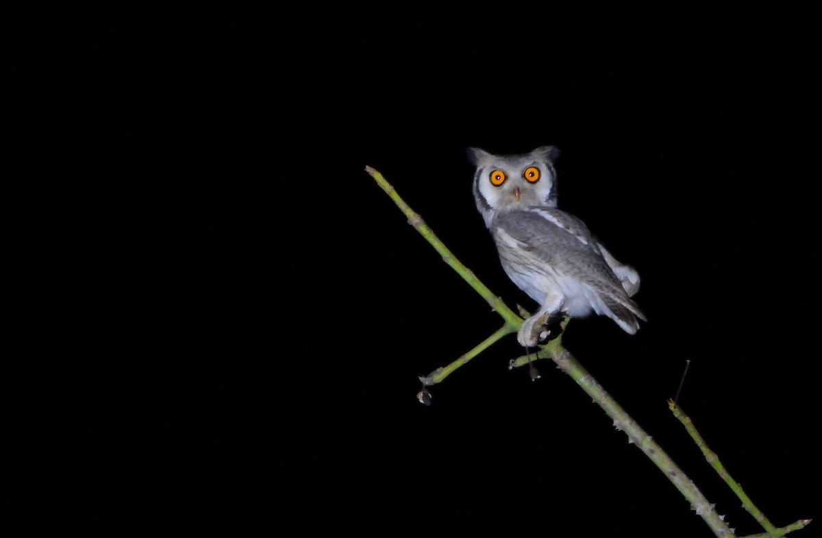 Northern White-faced Owl - ML616555795