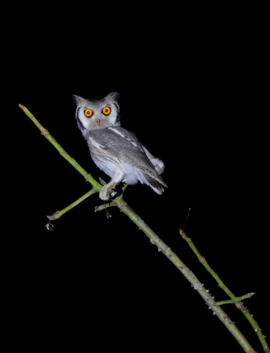 Northern White-faced Owl - Carlos Alberto Ramírez