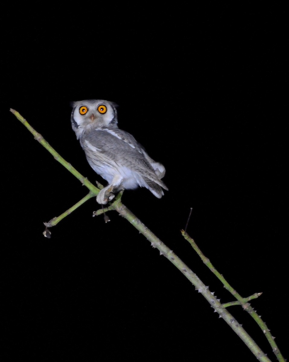 Northern White-faced Owl - ML616555797