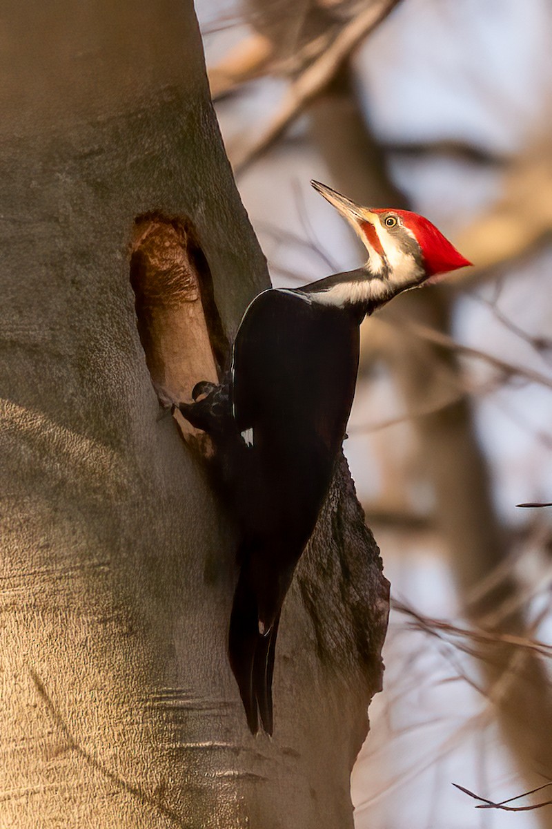 Pileated Woodpecker - ML616555844