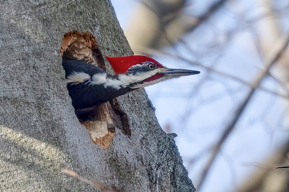 Pileated Woodpecker - ML616555852