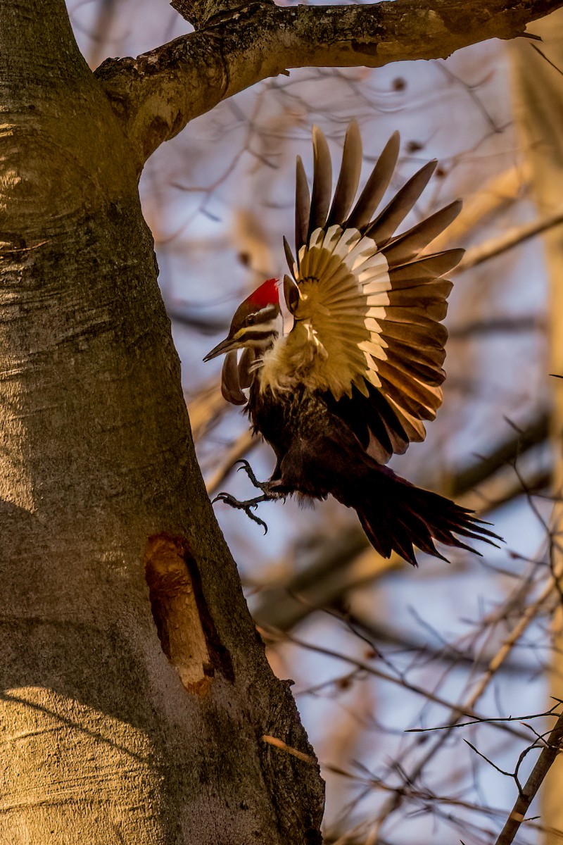 Pileated Woodpecker - ML616555860