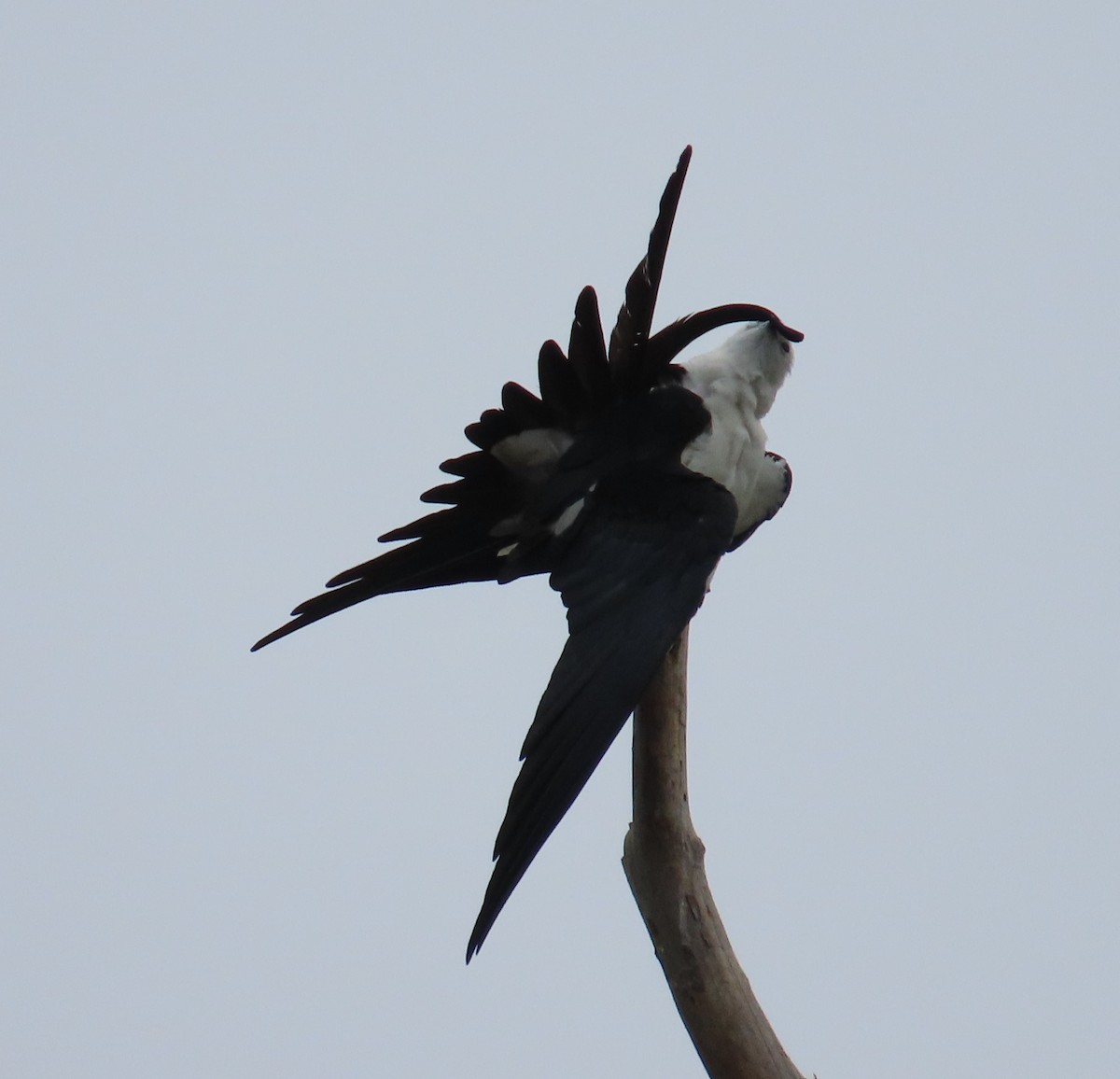Swallow-tailed Kite - ML616555890