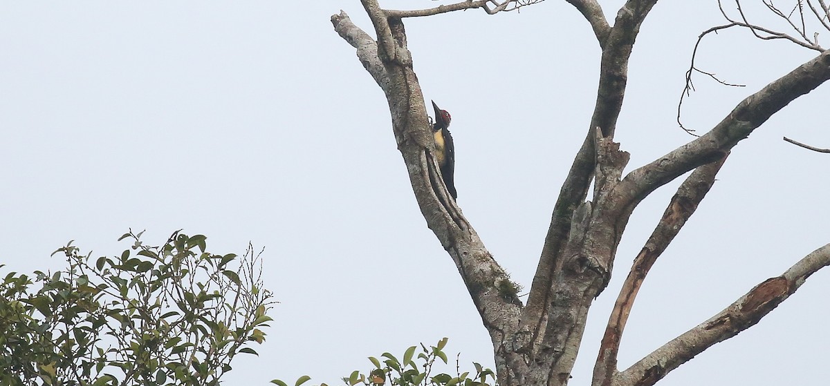 White-bellied Woodpecker - ML616555912