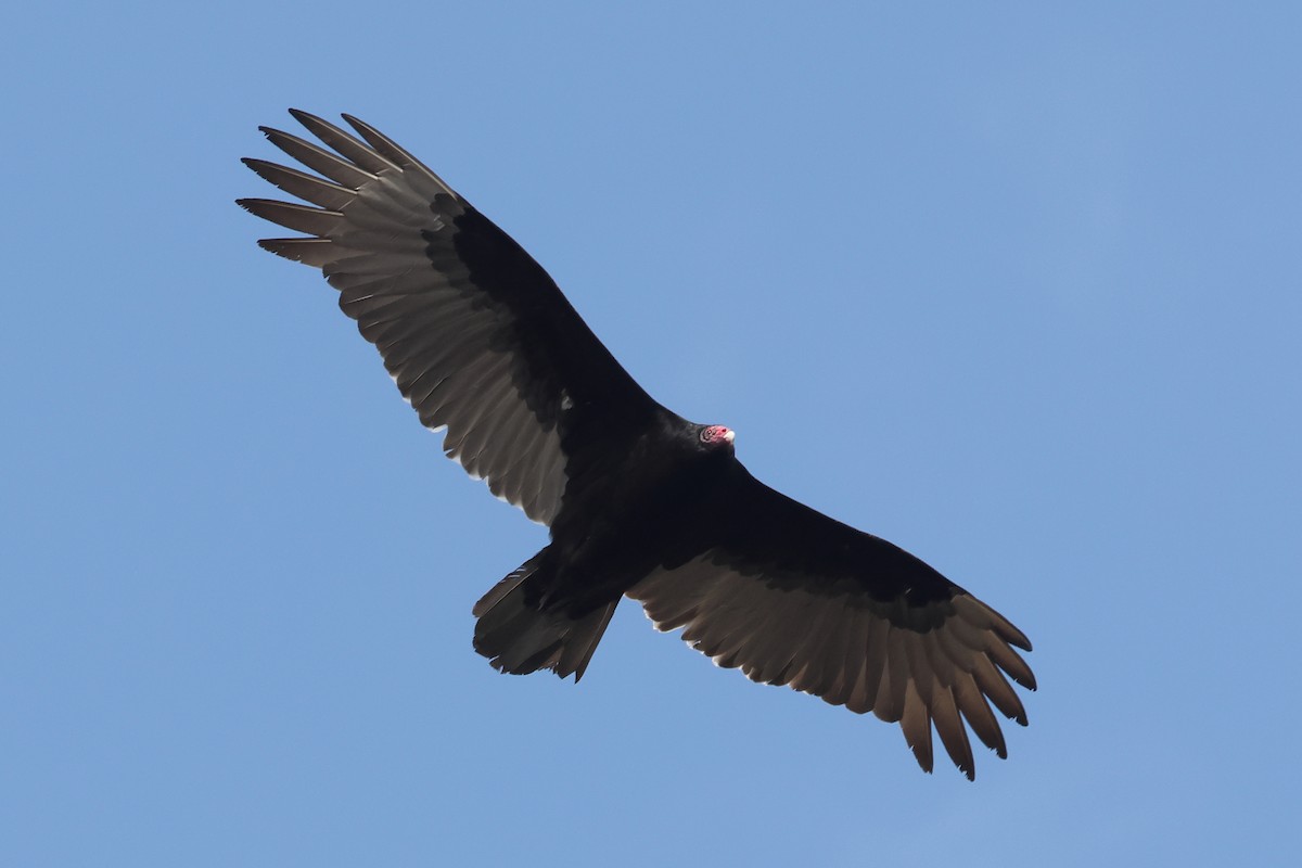 Turkey Vulture - ML616555914