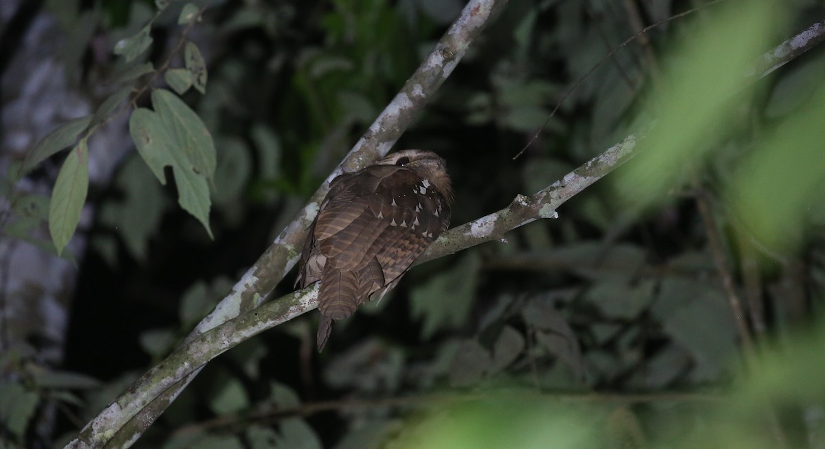 Large Frogmouth - ML616555923