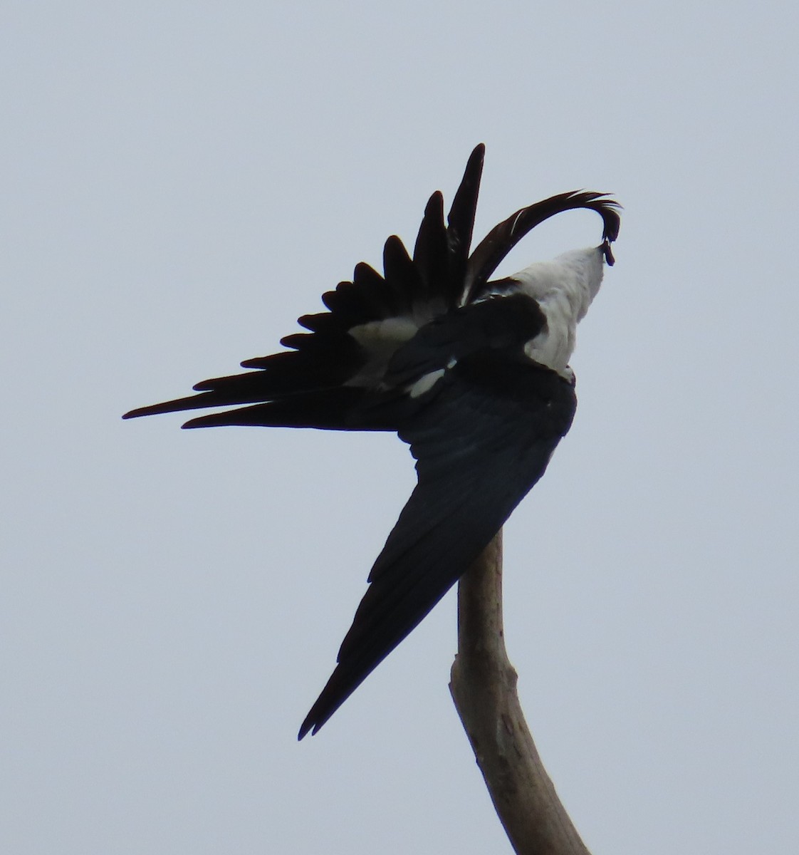 Swallow-tailed Kite - ML616556017