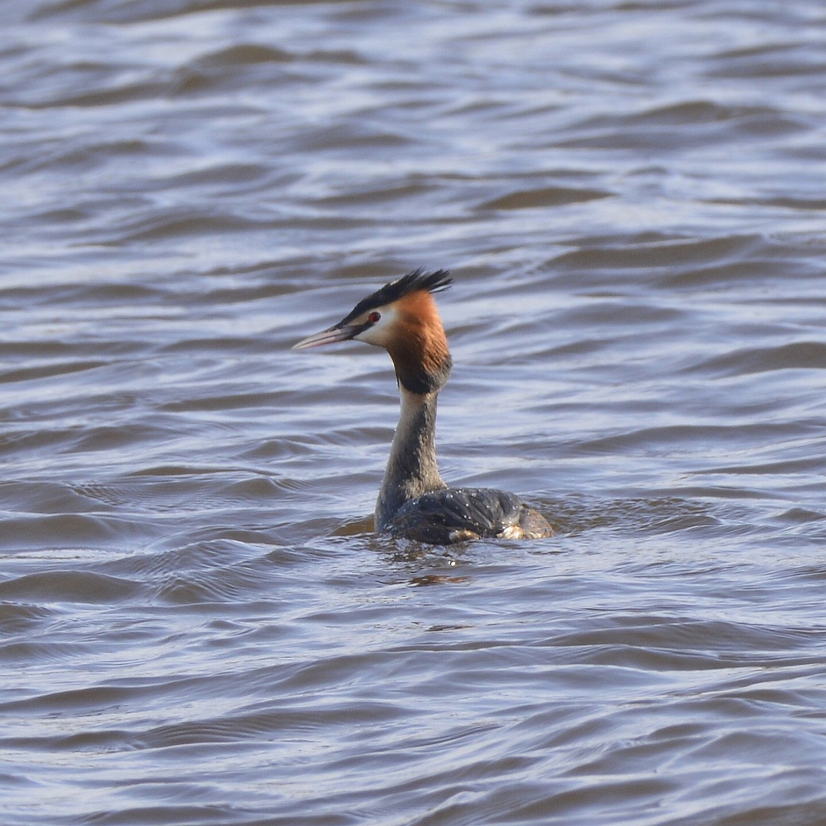 Great Crested Grebe - Bill Elrick