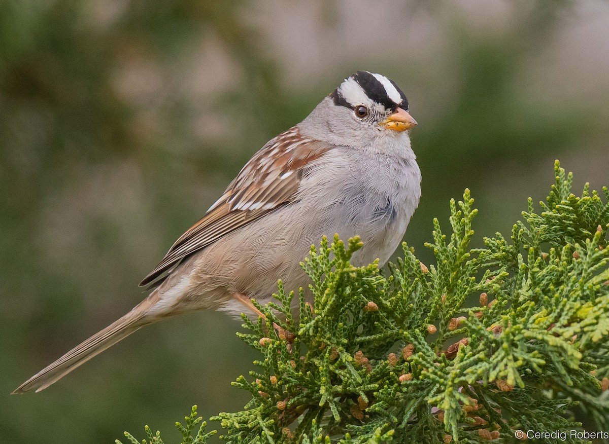 White-crowned Sparrow - ML616556035