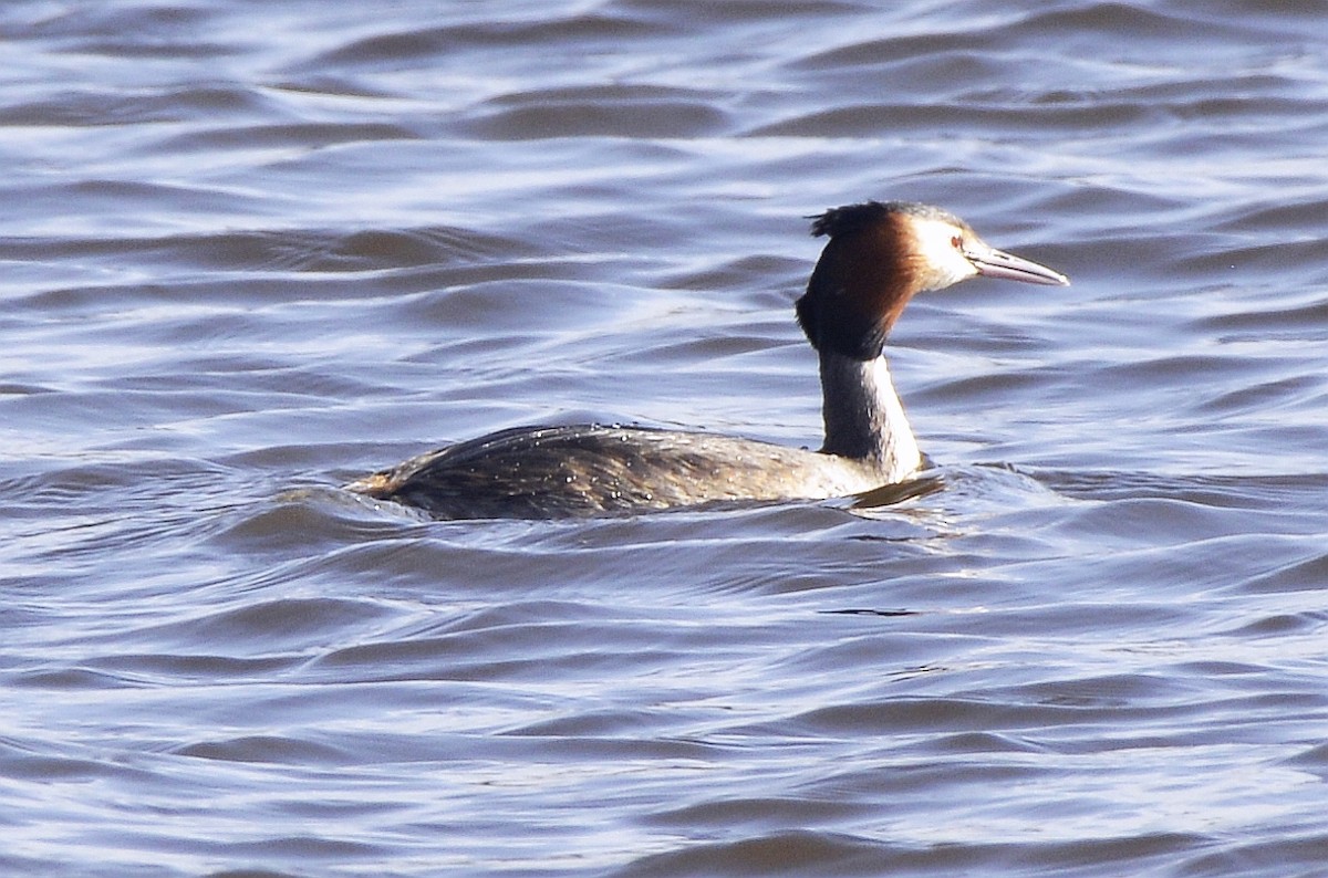 Great Crested Grebe - ML616556172