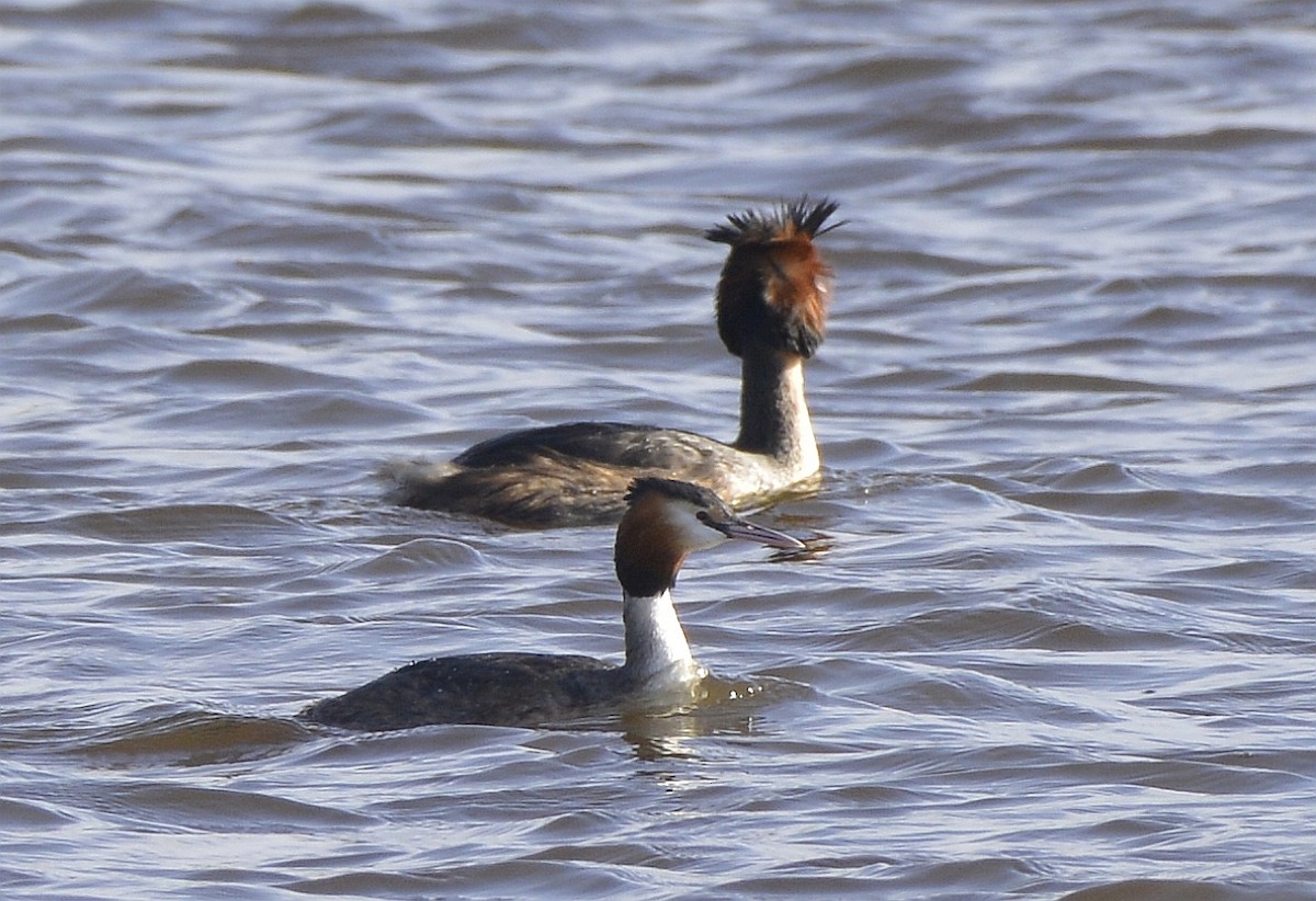 Great Crested Grebe - ML616556173