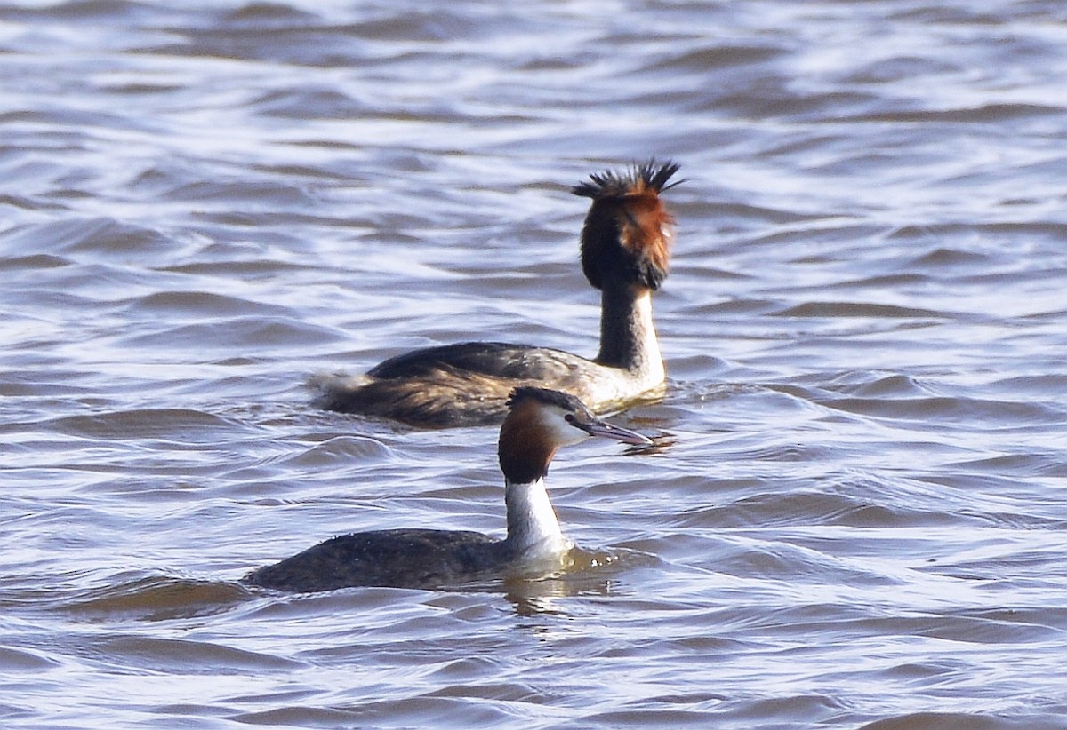 Great Crested Grebe - ML616556174