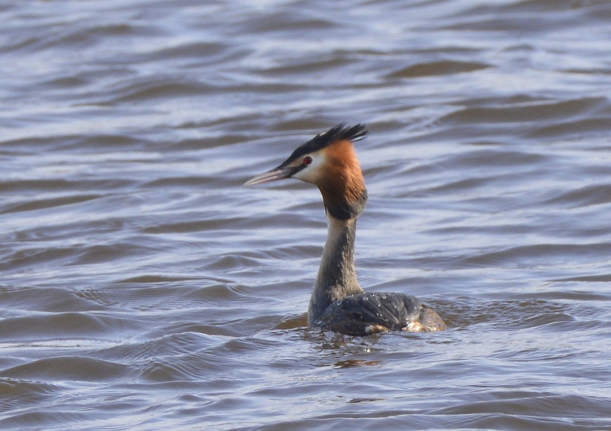 Great Crested Grebe - Bill Elrick