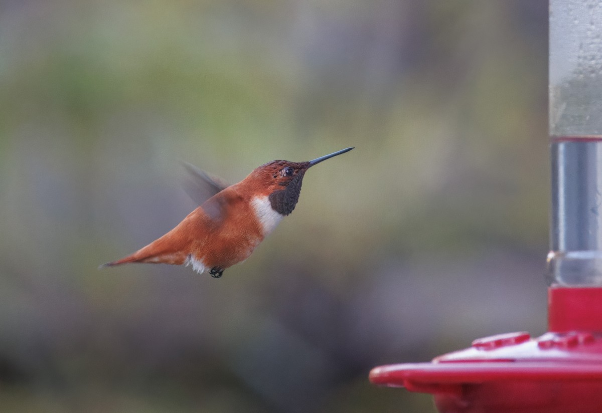 Rufous Hummingbird - John Callender