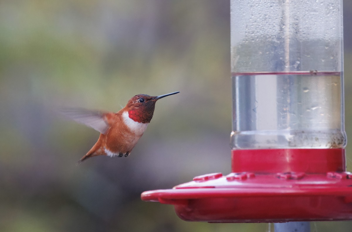 Rufous Hummingbird - ML616556218