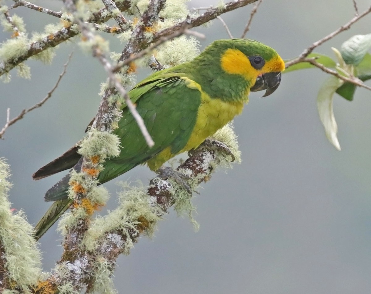 Yellow-eared Parrot - ML616556222