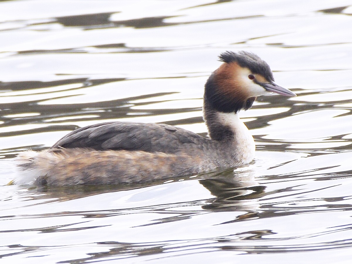 Great Crested Grebe - ML616556233
