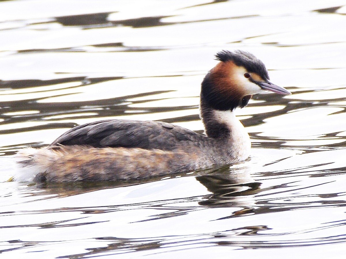 Great Crested Grebe - ML616556234
