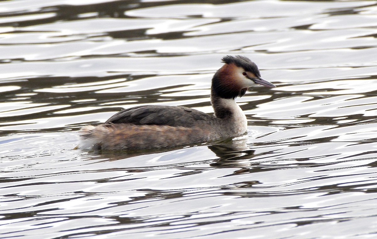 Great Crested Grebe - ML616556235