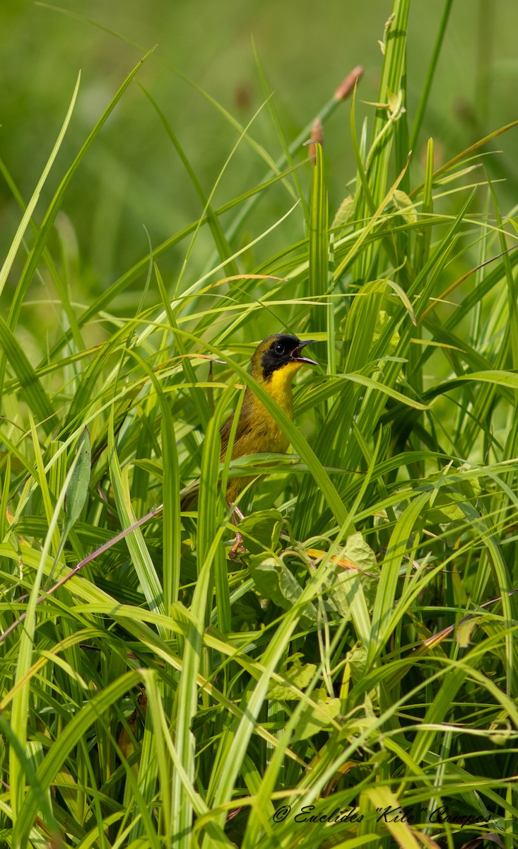 Olive-crowned Yellowthroat - ML616556377