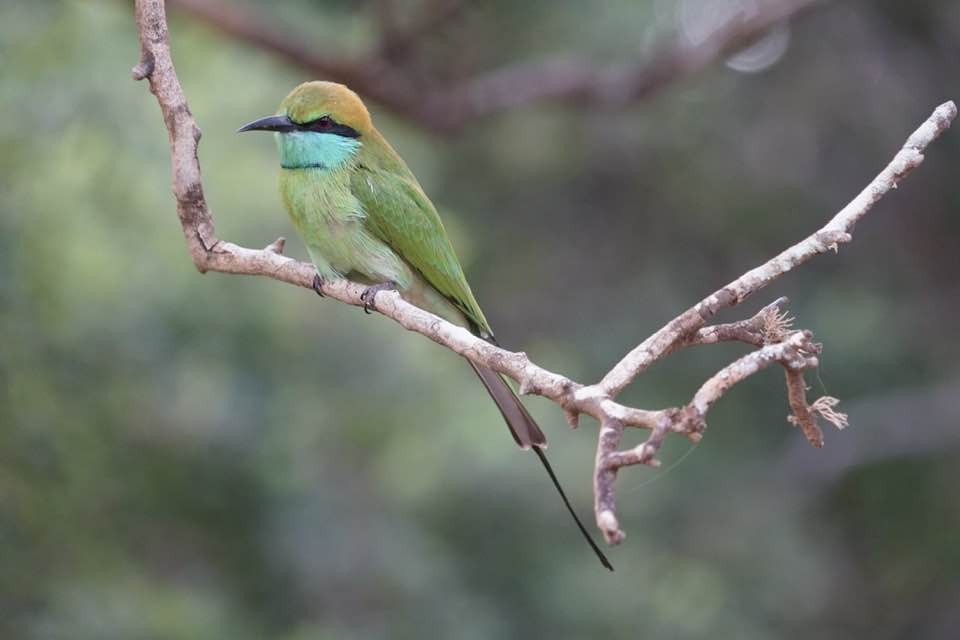 Asian Green Bee-eater - Christian Cholette