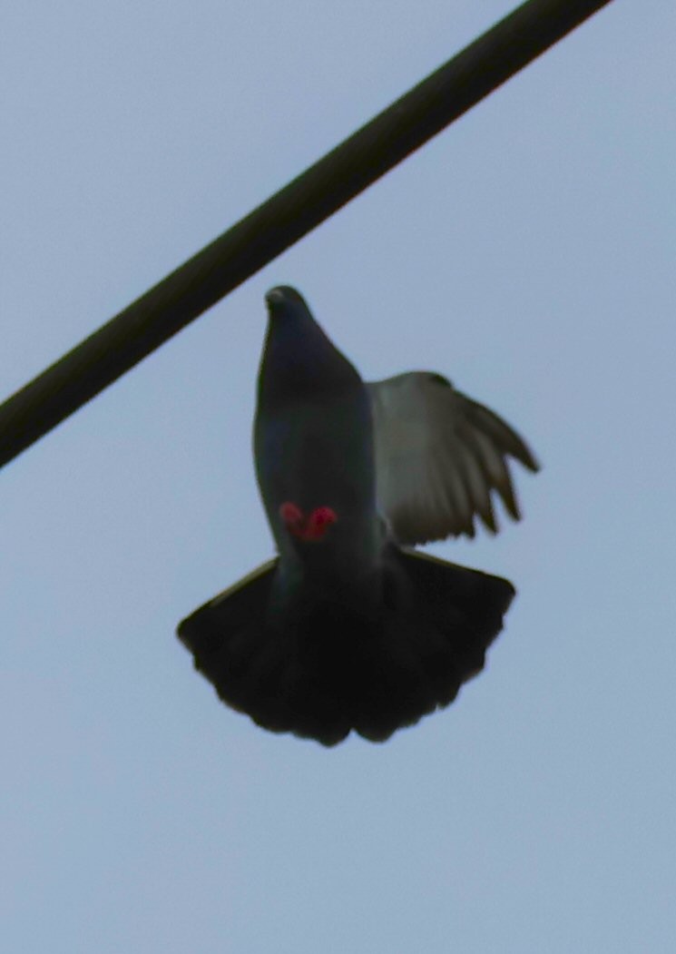 Rock Pigeon (Feral Pigeon) - ML616556532