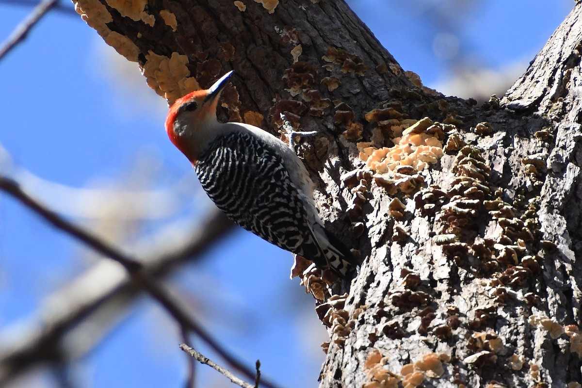 Red-bellied Woodpecker - ML616556538