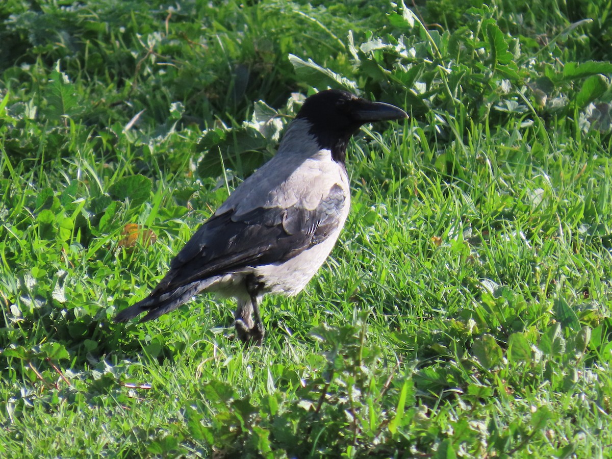 Hooded Crow - ML616556548