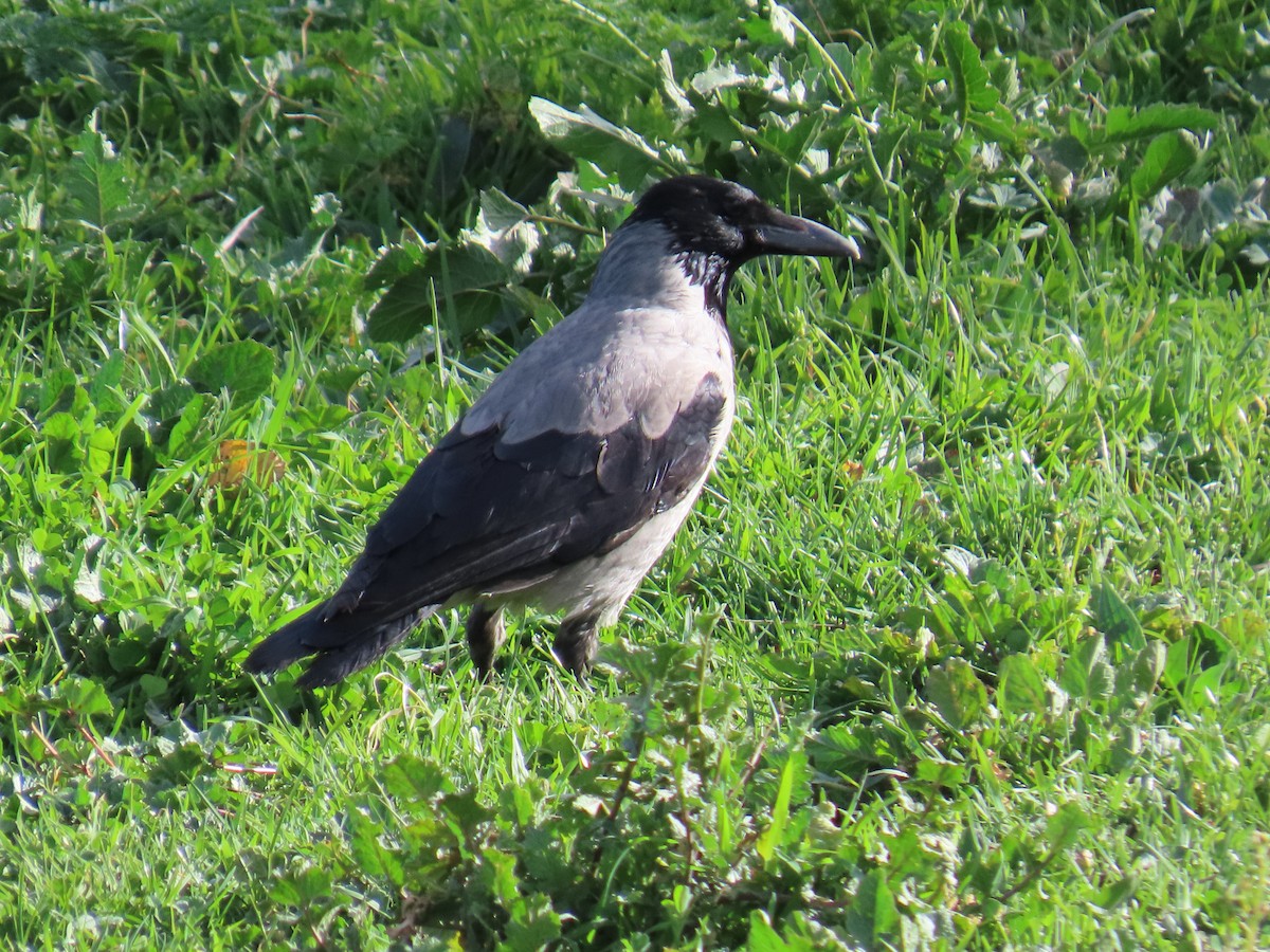 Hooded Crow - ML616556551