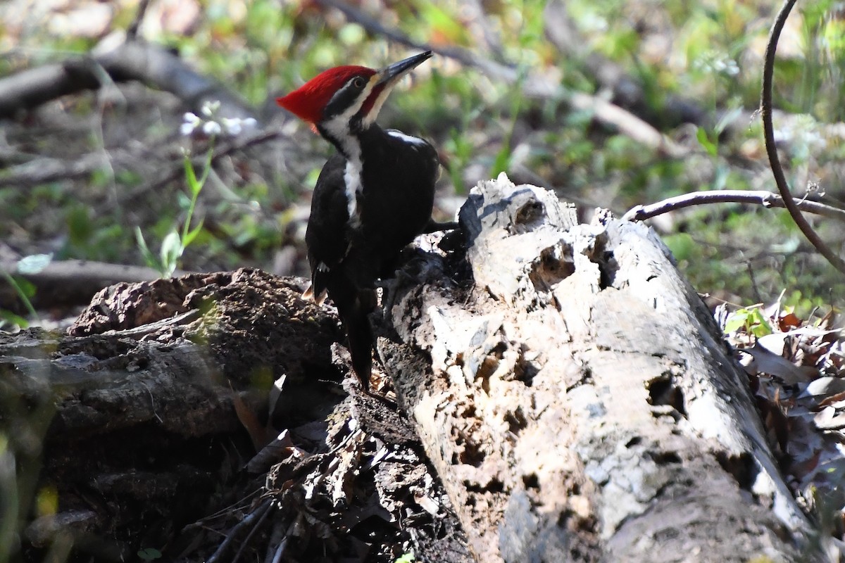 Pileated Woodpecker - ML616556562