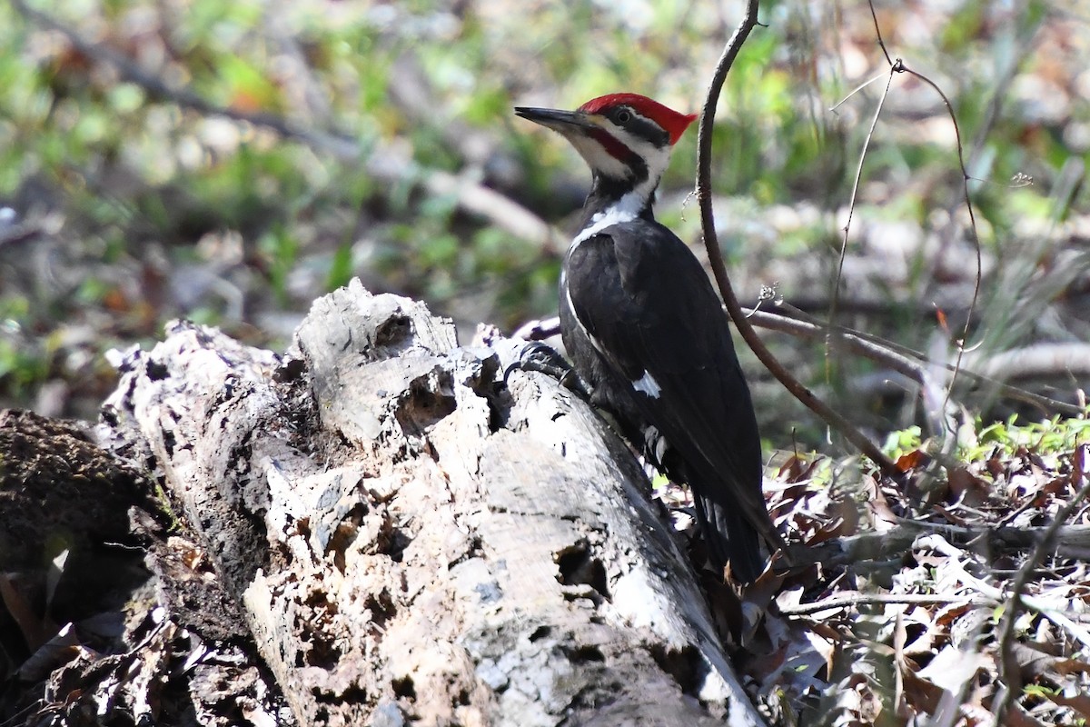 Pileated Woodpecker - ML616556563