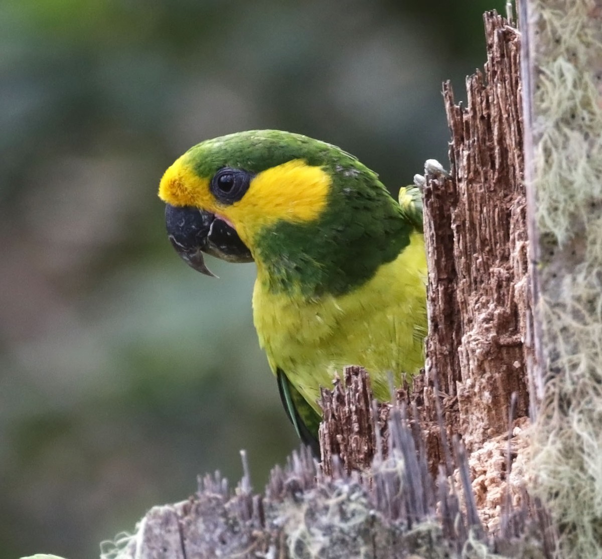 Yellow-eared Parrot - ML616556616