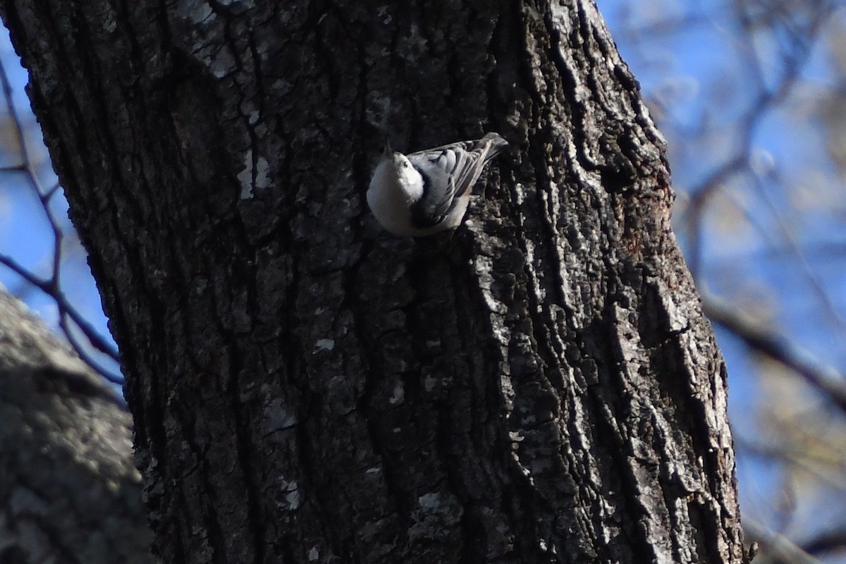 White-breasted Nuthatch - ML616556633