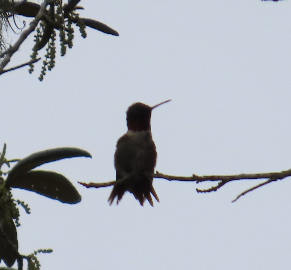 Ruby-throated Hummingbird - ML616556667